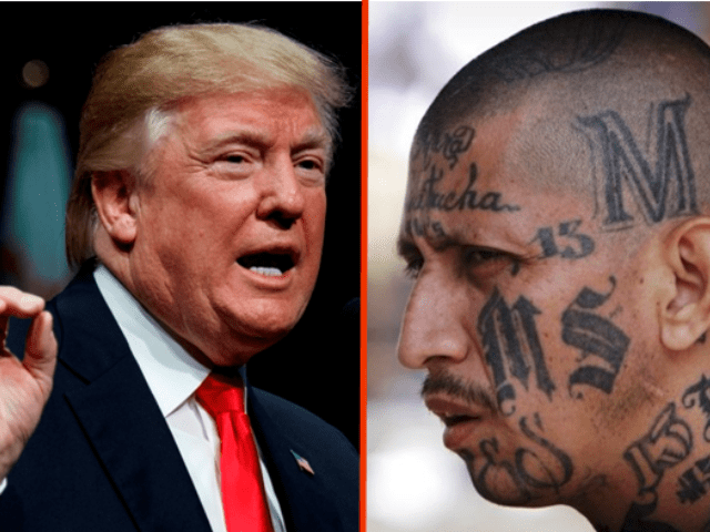 Trump-v-MS-13-640x480